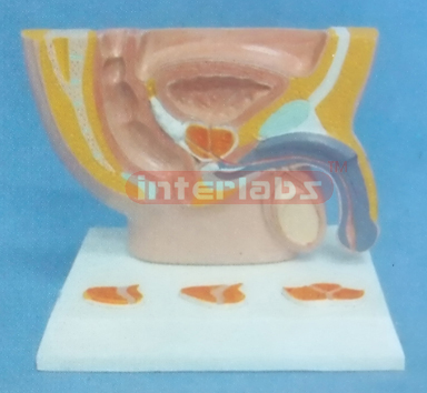 SMALL HUMAN DISEASED MALE URINARY /  PELVIS STAND SYSTEM (C TYPE)